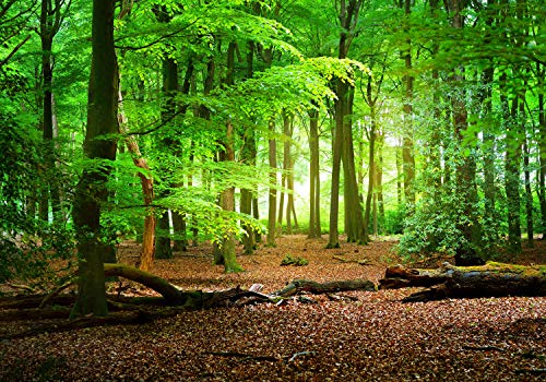 wandmotiv24 Fototapete Wald Sommer Natur, XXL 400 x 280 cm - 8 Teile, Wanddeko, Wandbild, Wandtapete, grün, Bäume, Stamm M5667