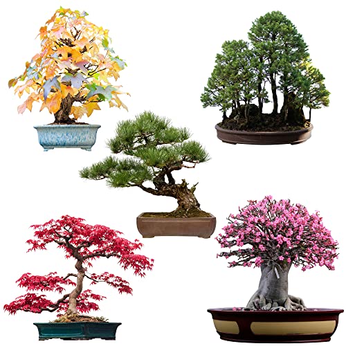 30 Bestes bonsai im jahr 2024 [Basierend auf 50 Expertenbewertungen]